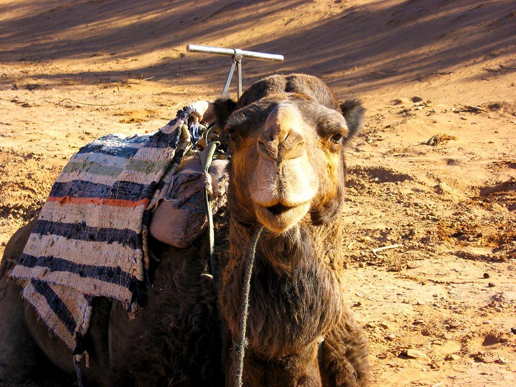 Riad Dar Zaouia Загора Экстерьер фото